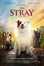 Watch The Stray 123MovieFree