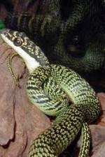 Watch National Geographic Snakes that Fly 123MovieFree