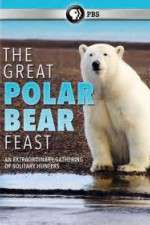 Watch The Great Polar Bear Feast 123MovieFree