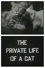 Watch The Private Life of a Cat 123MovieFree