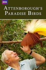 Watch Attenborough's Paradise Birds 123MovieFree