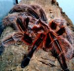 Watch Spidermania (TV Special 2002) 123MovieFree