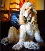 Watch War Dogs: America\'s Forgotten Heroes 123MovieFree