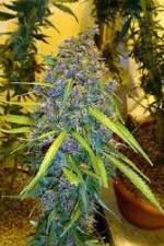 Watch Marijuana: Its Time for a Conversation 123MovieFree