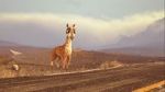 Watch Caminandes: Llama Drama (Short 2014) 123MovieFree