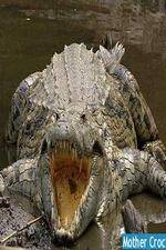 Watch National Geographic Mother Croc 123MovieFree