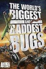 Watch Worlds Biggest and Baddest Bugs 123MovieFree