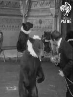 Watch Trained Bears 123MovieFree