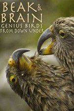 Watch Beak & Brain - Genius Birds from Down Under 123MovieFree