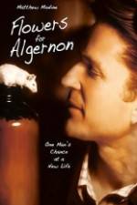 Watch Flowers for Algernon 123MovieFree