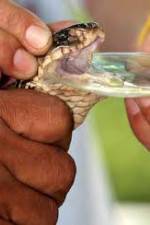 Watch History Channel Evolve:  Venom 123MovieFree