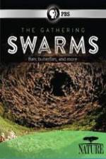 Watch Nature The Gathering Swarms 123MovieFree