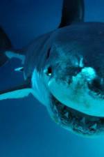 Watch National Geographic. Shark attacks investigated 123MovieFree