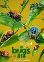 Watch A Real Bug's Life 123MovieFree