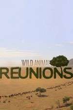 Watch Wild Animal Reunions 123MovieFree