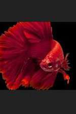 Watch Thailand: Earth's Tropical Paradise 123MovieFree