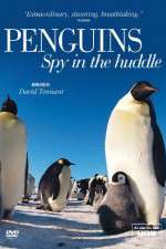 Watch Penguins Spy In The Huddle 123MovieFree