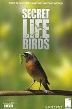 Watch Iolo's Secret Life of Birds 123MovieFree