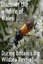 Watch Britain's Big Wildlife Revival 123MovieFree