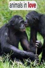 Watch Animals in Love 123MovieFree