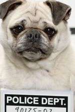 Watch Secret Life of Dogs 123MovieFree