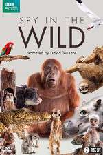 Watch Spy in the Wild 123MovieFree