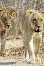 Watch Lion Country: Night and Day 123MovieFree