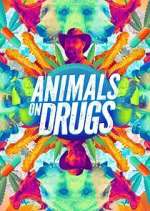 Watch Animals on Drugs 123MovieFree
