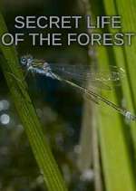 Watch Secret Life of the Forest 123MovieFree