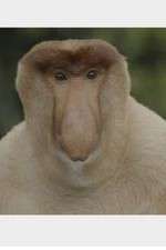 Watch Wildest Islands of Indonesia 123MovieFree